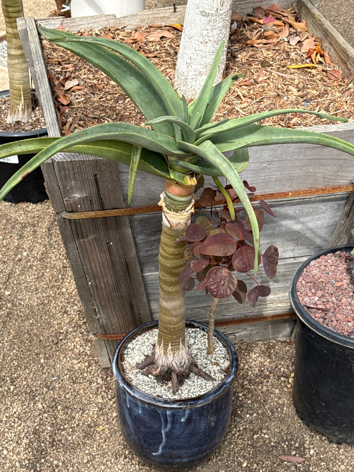 Aloe 'Hercules' – Tree Aloe