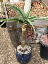 Aloe 'Hercules' – Tree Aloe
