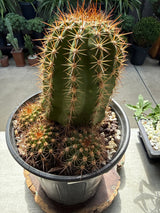 Echinopsis 'Pink Flowers' Trumpet Flower Cactus