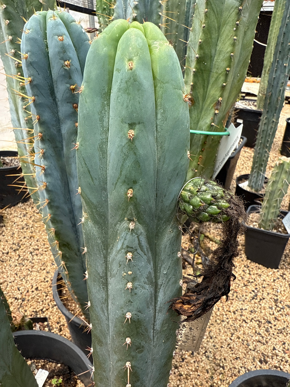 Equadore Blue (Cuttings)