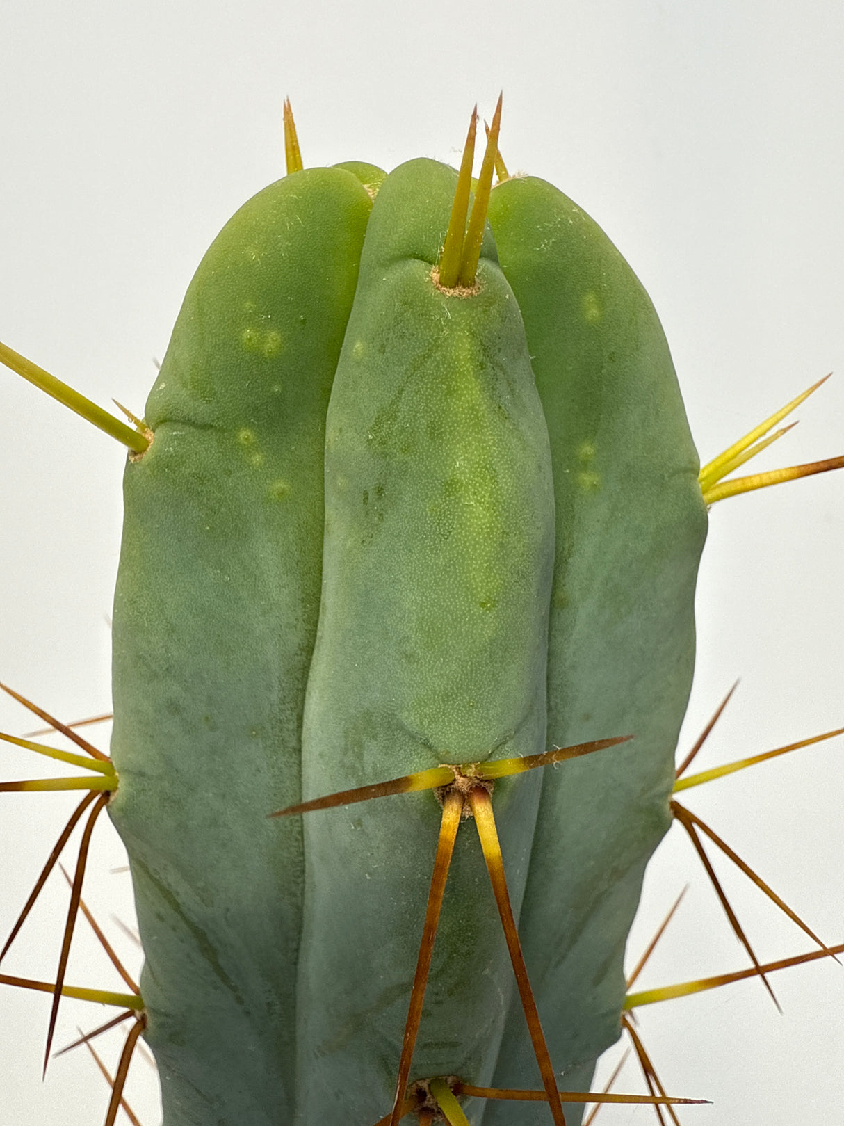 Wowie (Cuttings)