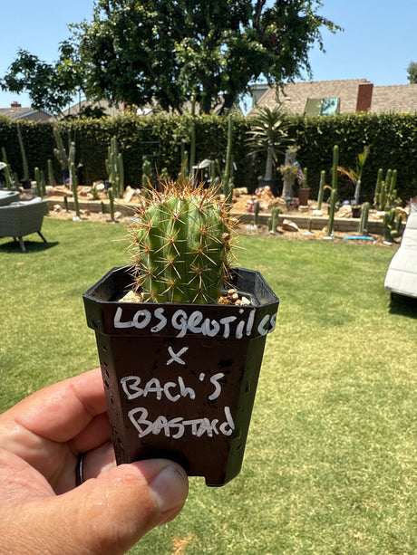 Los Gentiles x Bach's Bastard (Yearlings)
