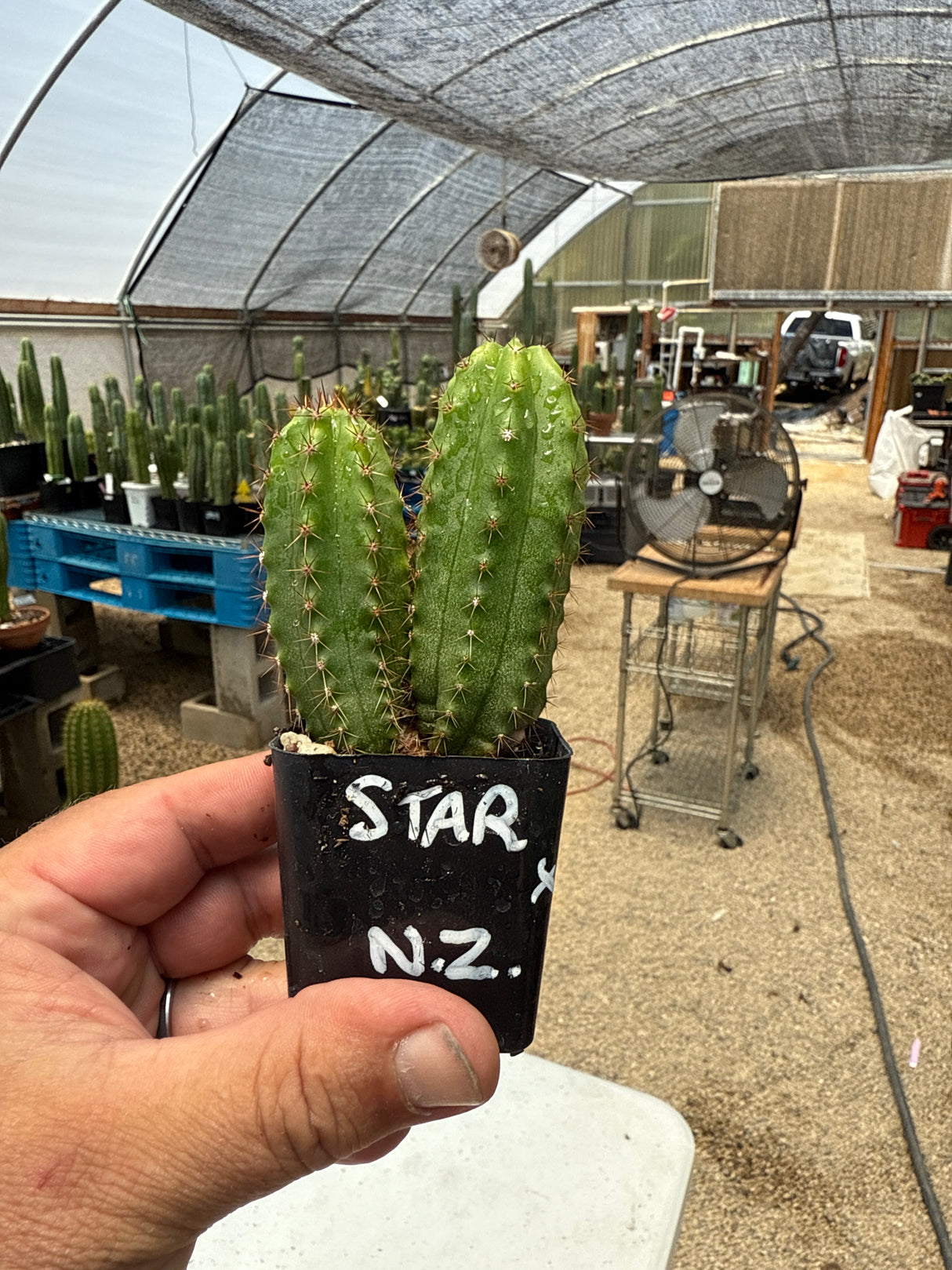Star Ayacucho x NZ Blue (Yearlings)
