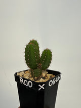Rod x Ogun (Yearlings)