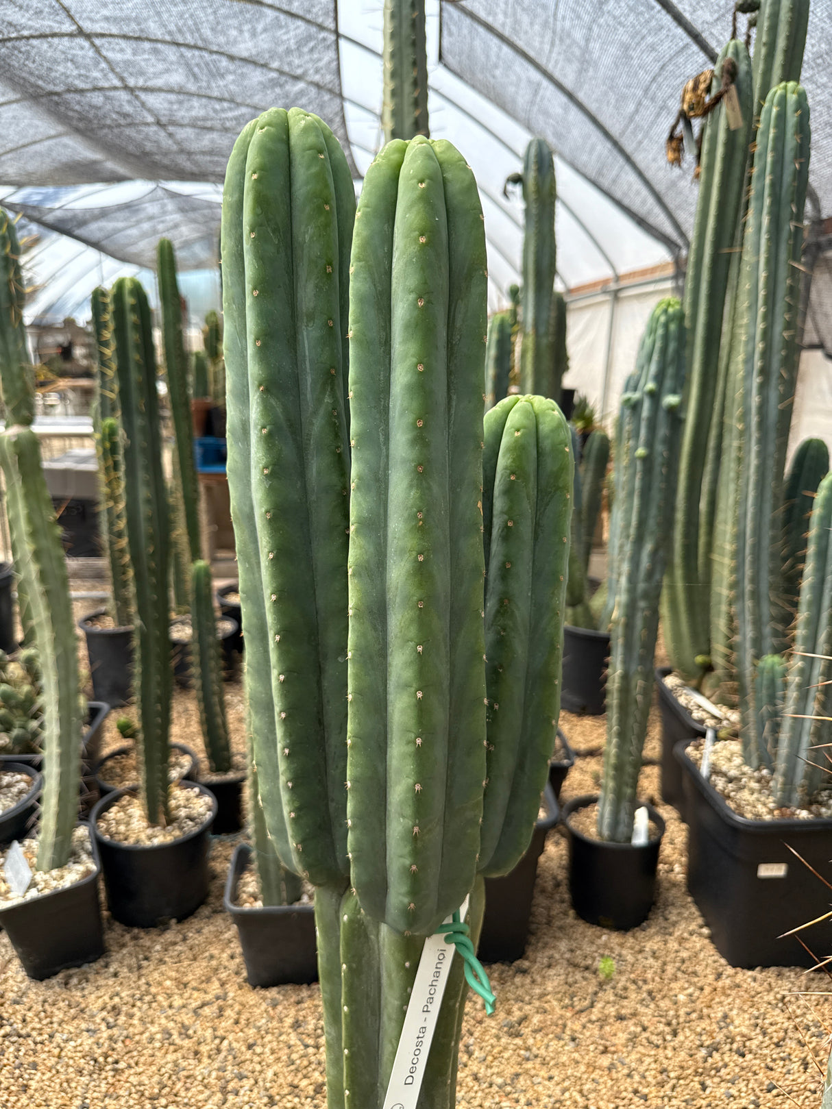 DeCosta (Grafts)
