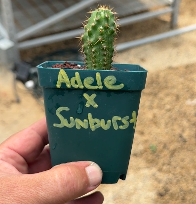 Adele x Sundburst - Columnar Cactus Hybrid