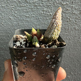 Adromischus Herrei