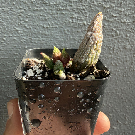 Adromischus Herrei
