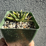 AGAVE VICTORIA REGINAE