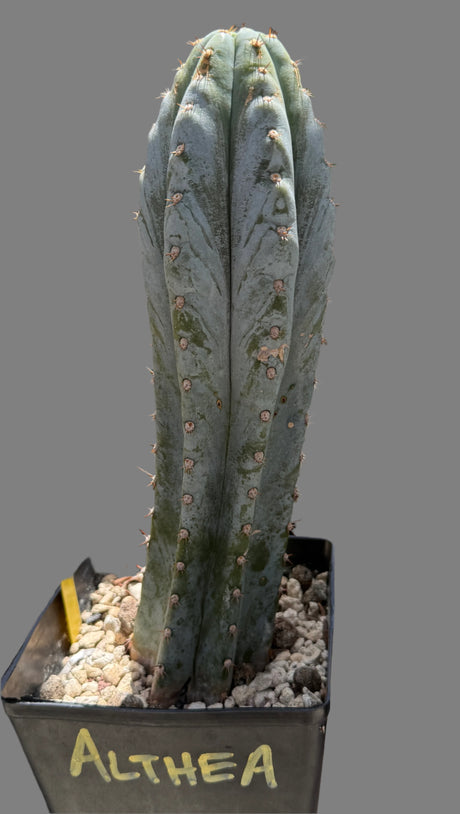 Althea (Cuttings)