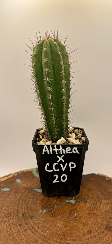 Althea x CCVP 20 (Yearlings)