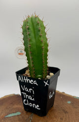 Althea x Vari Thai Clone (Yearlings)