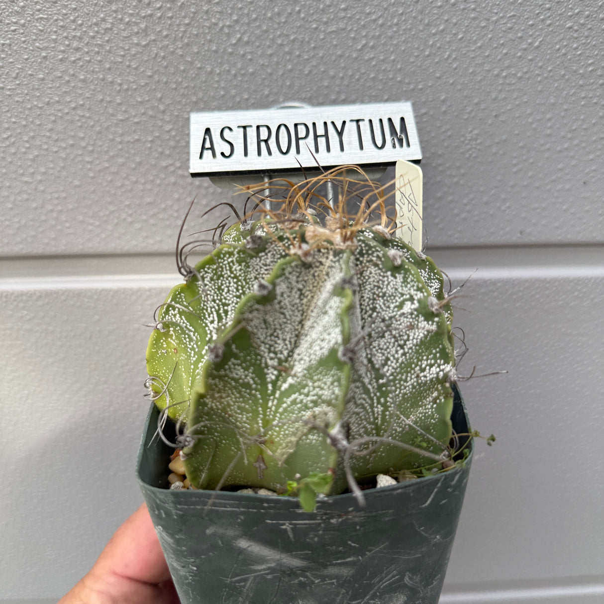 Astrophytum Capricorne, Goat's Horn Cactus