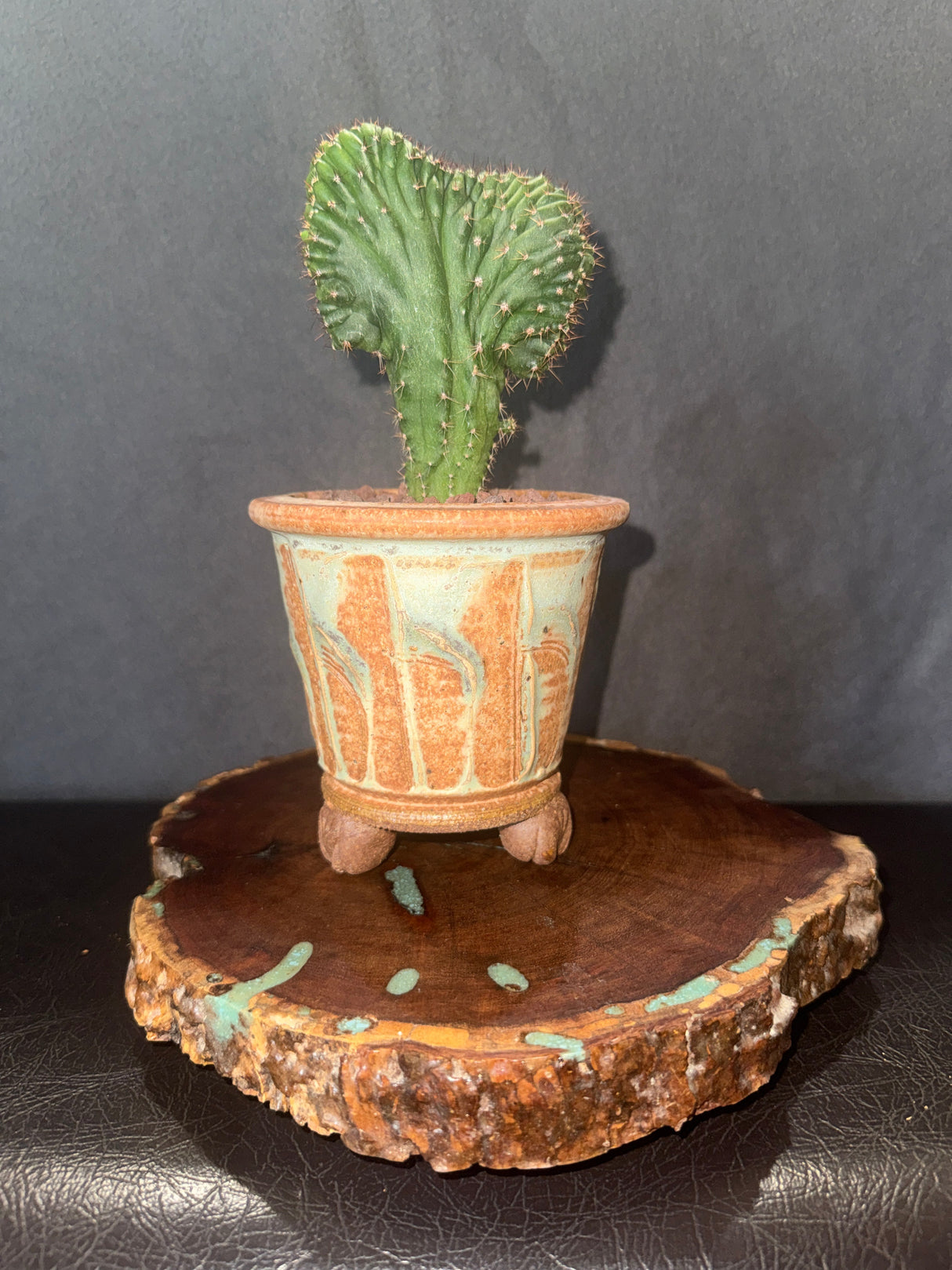 Whiting TPM × Nuestra Bonita – Columnar Cactus Hybrid
