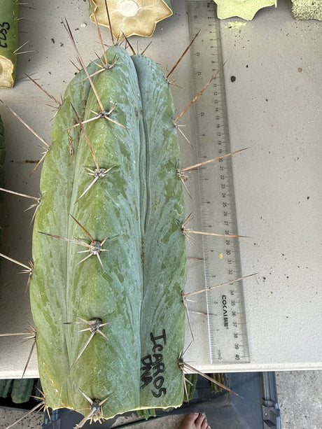 Icaros DNA - Columnar Cactus Clone