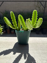 Stapelia gigantea - Carrion Plant, Zulu Giant