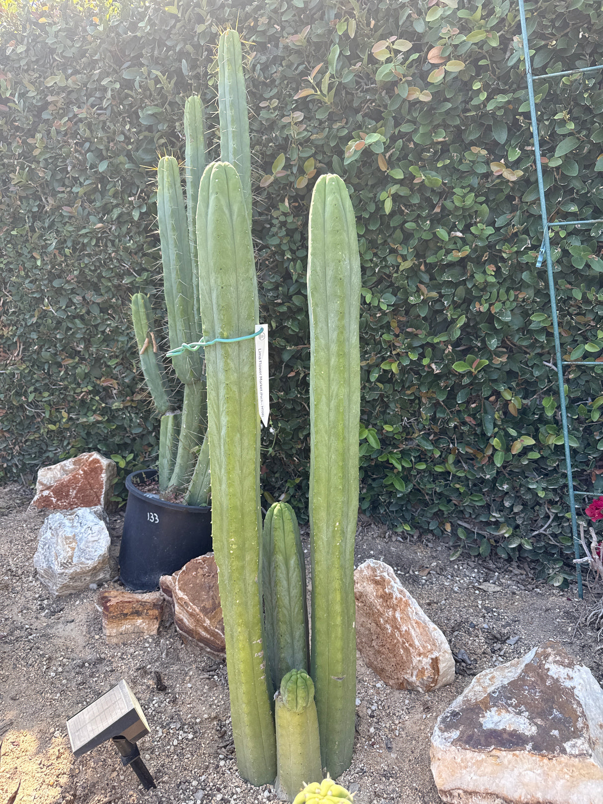 Lima Flower Market (LFM) (Cuttings)