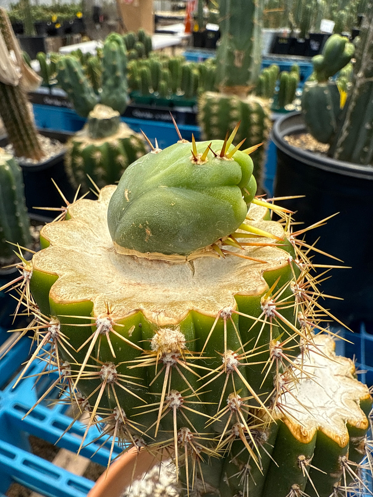 Hemnoid (Grafts)
