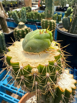 Hemnoid (Grafts)