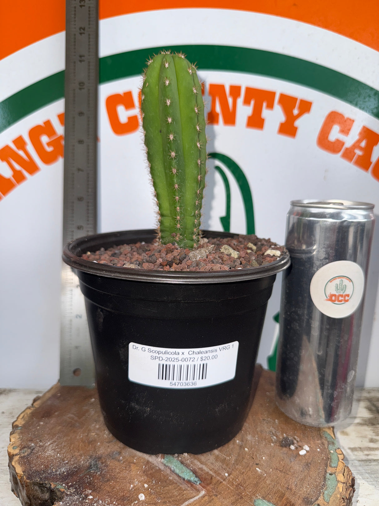 Dr. G Scopulicola x  Chaleansis VRG