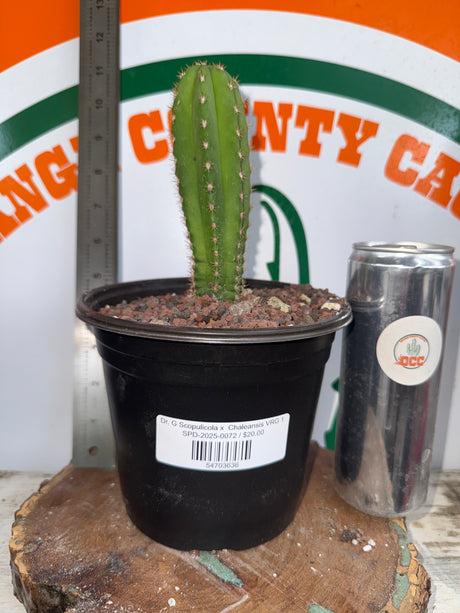 Dr. G Scopulicola x  Chaleansis VRG