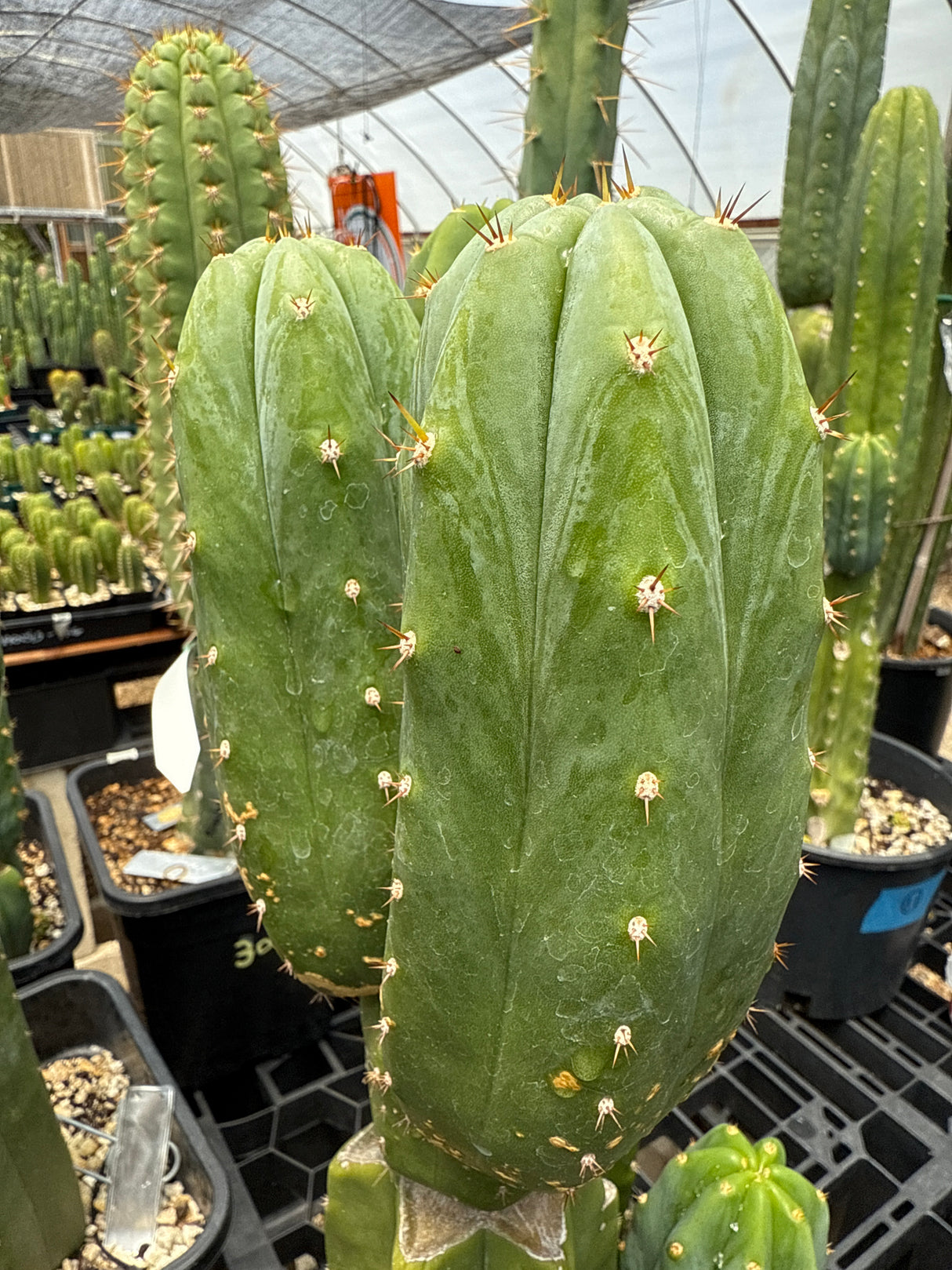 HZ (Huarazensis) (Malo) x Kimnach  (Rooted Plants)