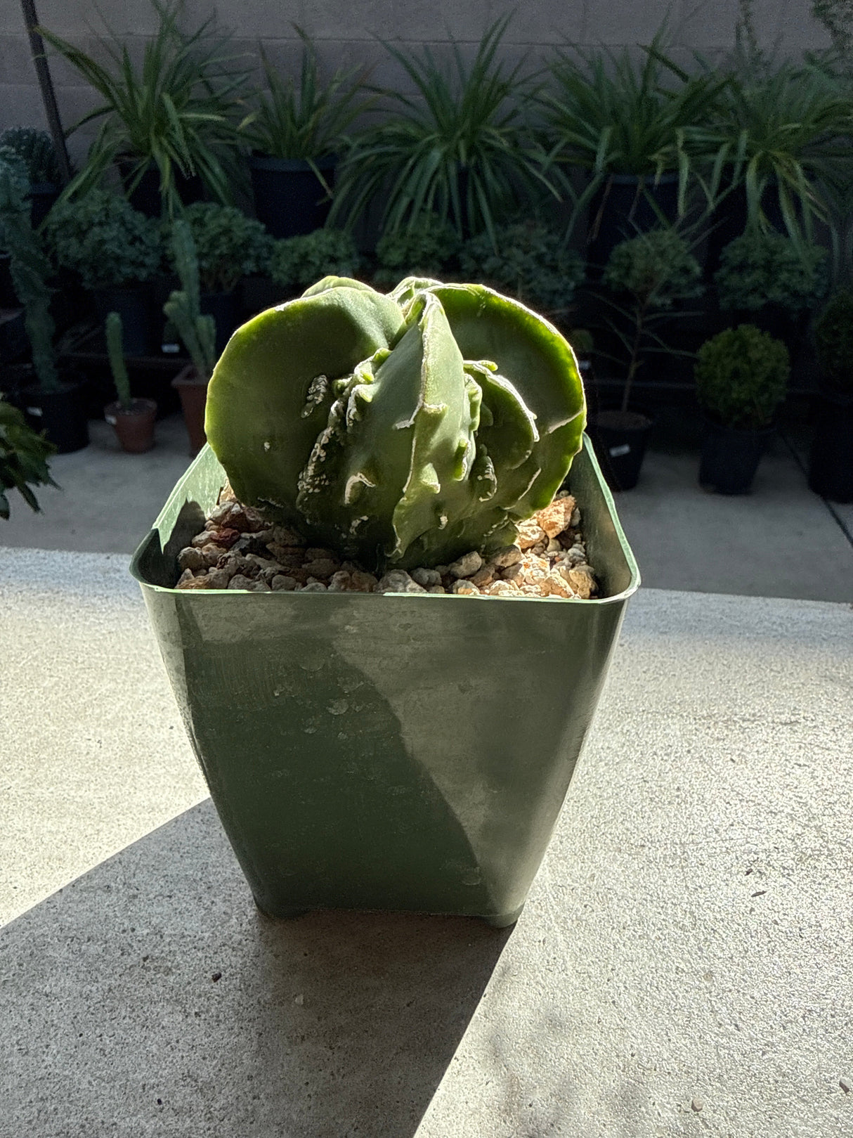 Astrophytum myriostigma 'Fukuryu' – Lucky Dragon Bishop's Cap