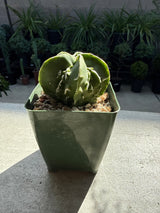 Astrophytum myriostigma 'Fukuryu' – Lucky Dragon Bishop's Cap