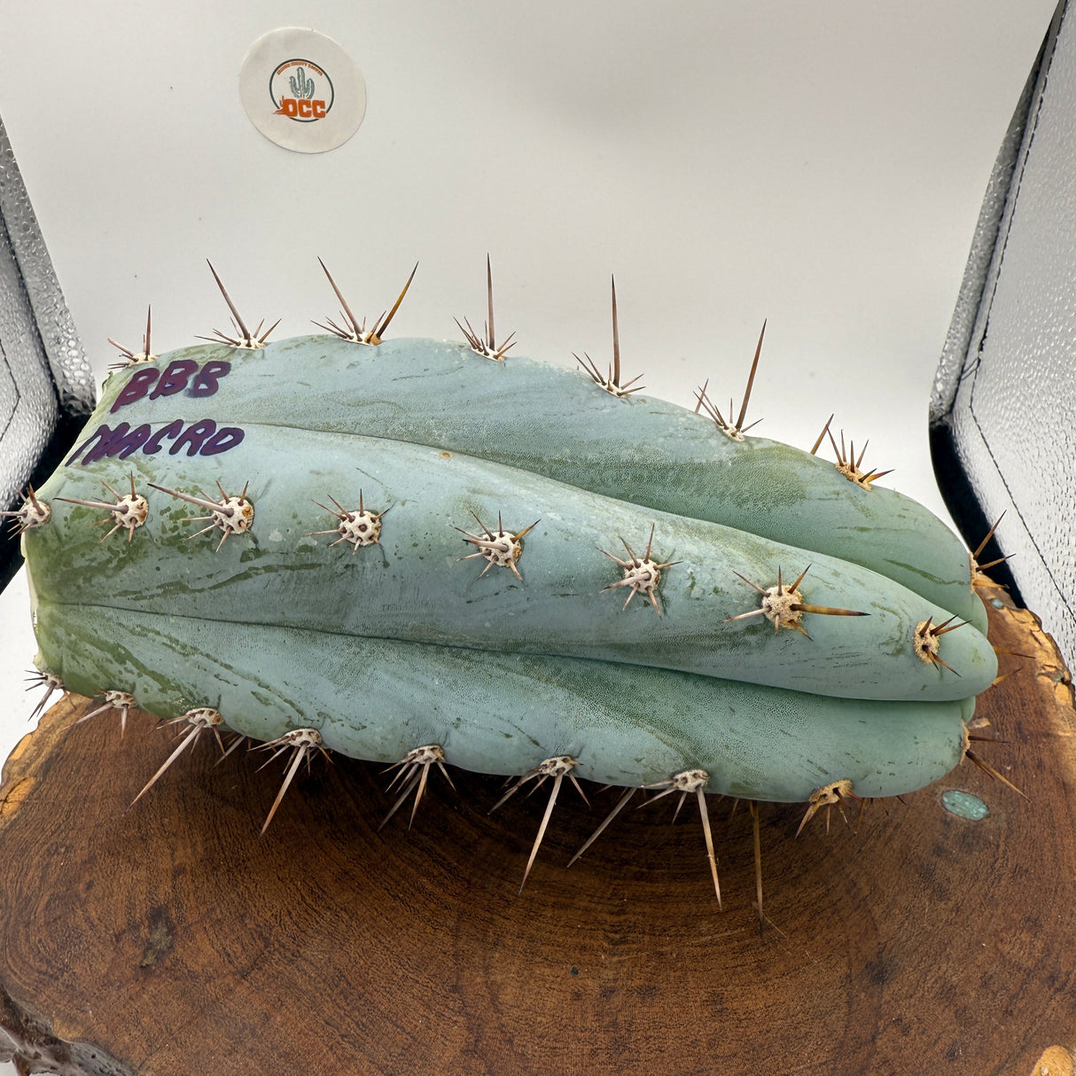 BBB Macro (Grafts)