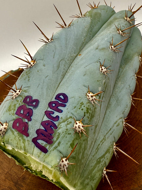 BBB Macro (Grafts)