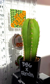 Rare Cactus - Columnar Cactus Hybrid - (BBGxFER)