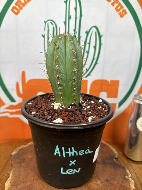 Althea x Len (Drop)