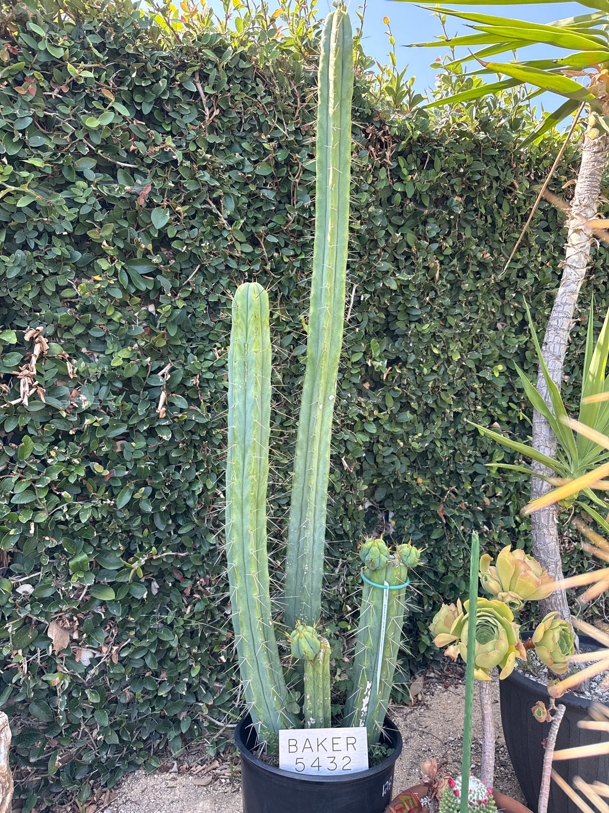 Baker 5452 (Rooted Plants)