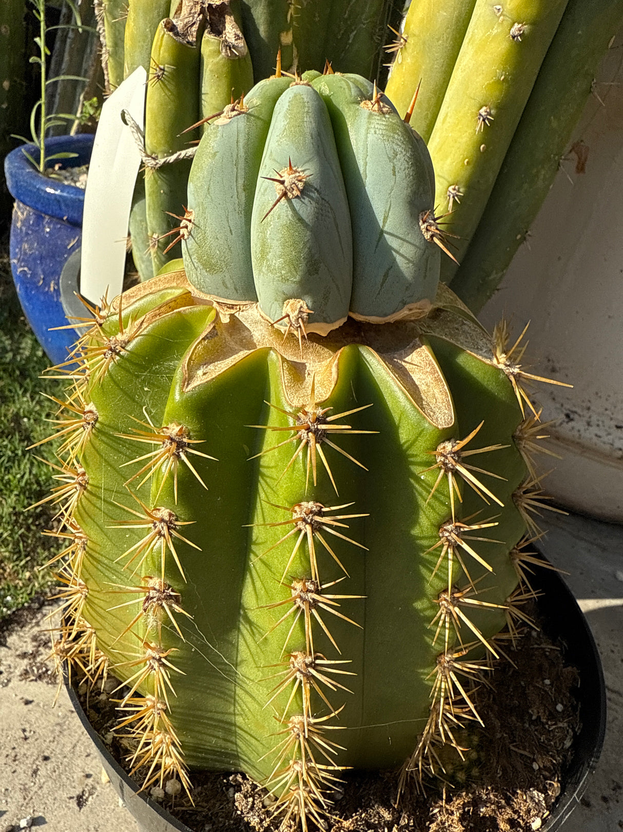 BBB Macro (Grafts)