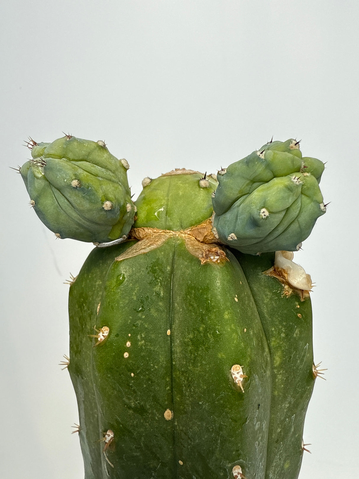 Grecas (Grafts)