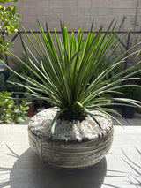 Agave geminiflora – Twin-Flowered Agave
