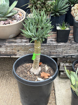Aloe 'Hercules' – Tree Aloe
