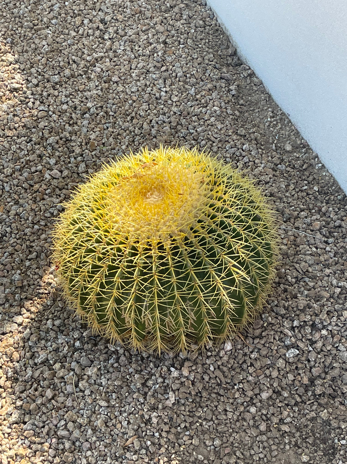 Barrel Cactus (Echinocactus Grusonii)
