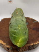 Bruce's Dragon (Rooted Plants)