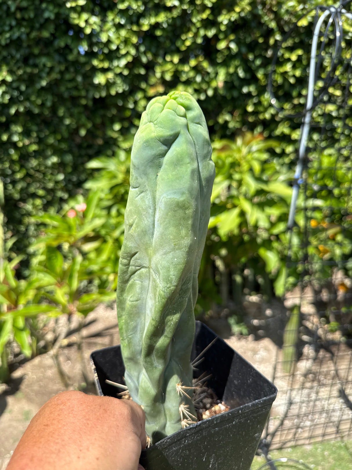 Bruce's Dragon- Columnar Cactus Clone