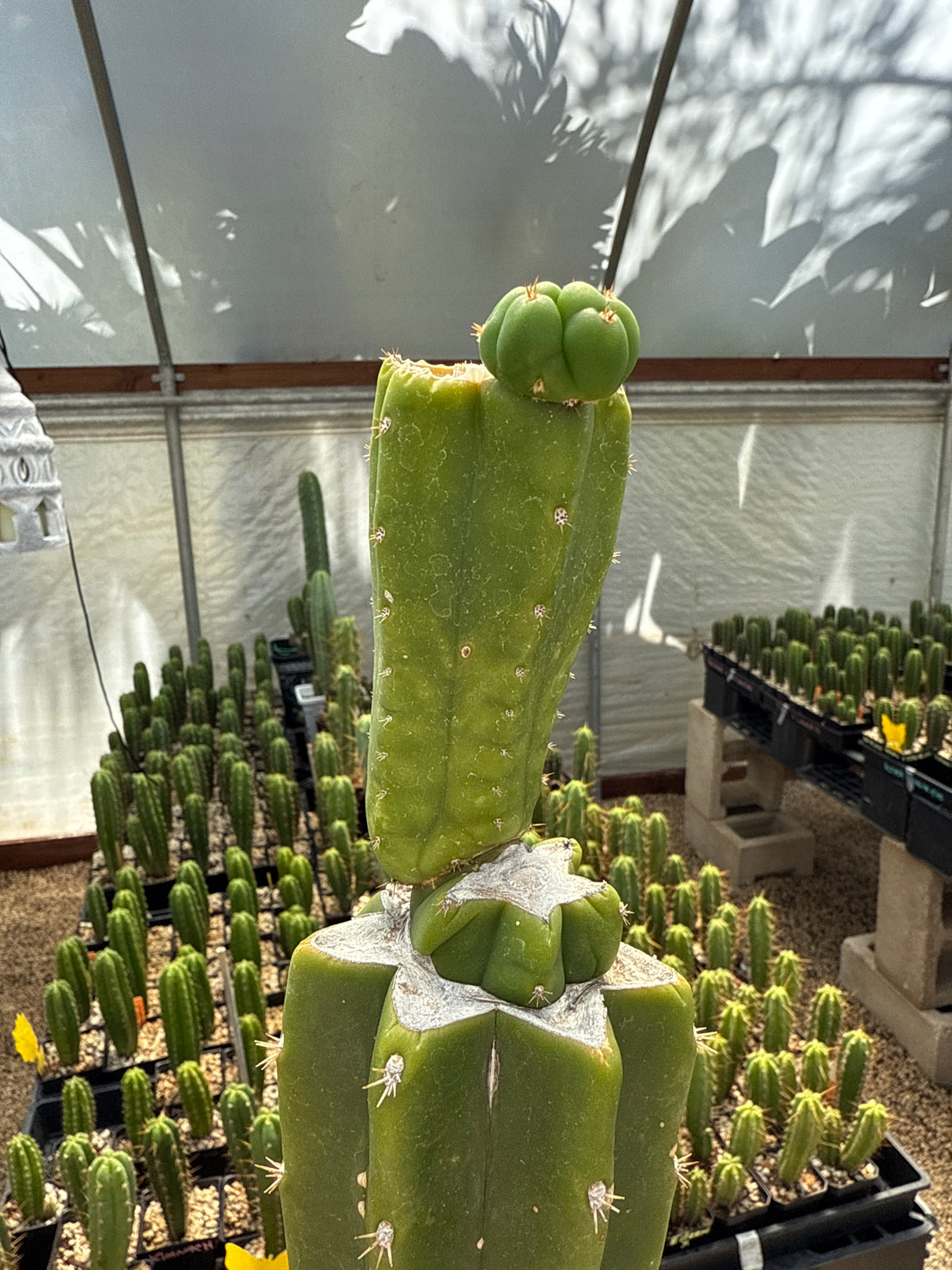 CH 01 (Rooted Plants)