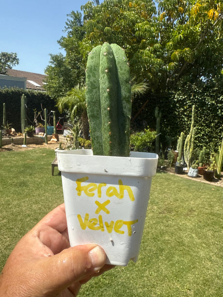 Ferah x Velvet (Yearlings)
