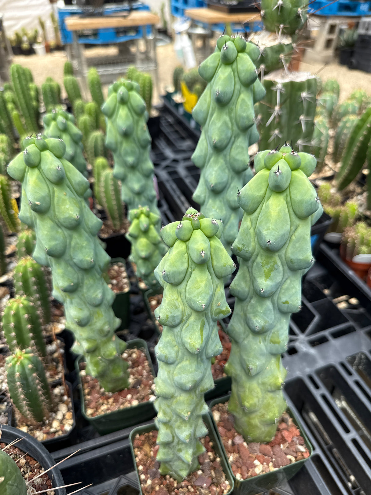 Boobie Cactus (Grafts)