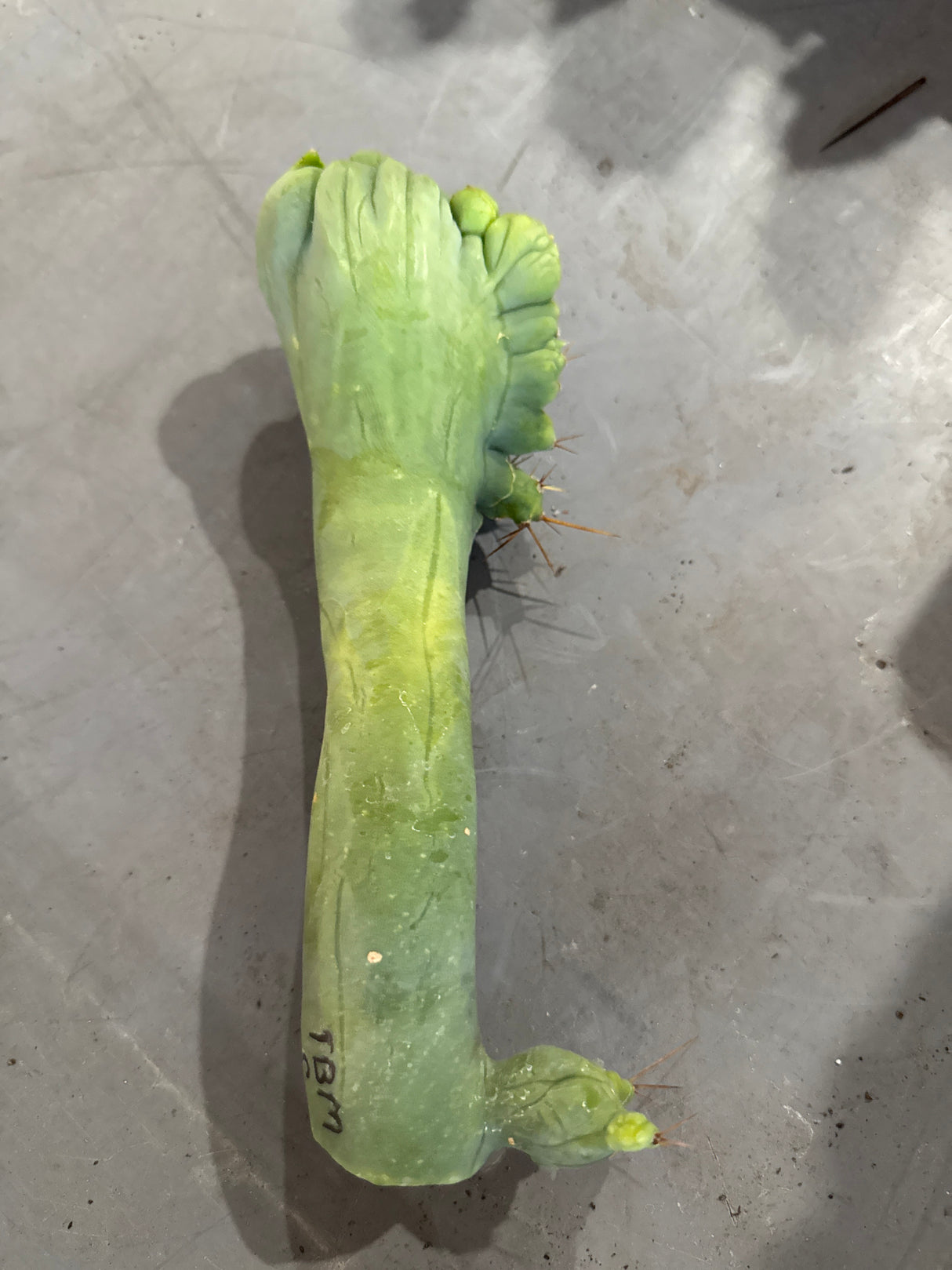 TBM C (Cuttings) (Plantstock)