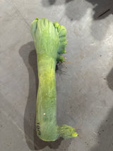 TBM C (Cuttings) (Plantstock)