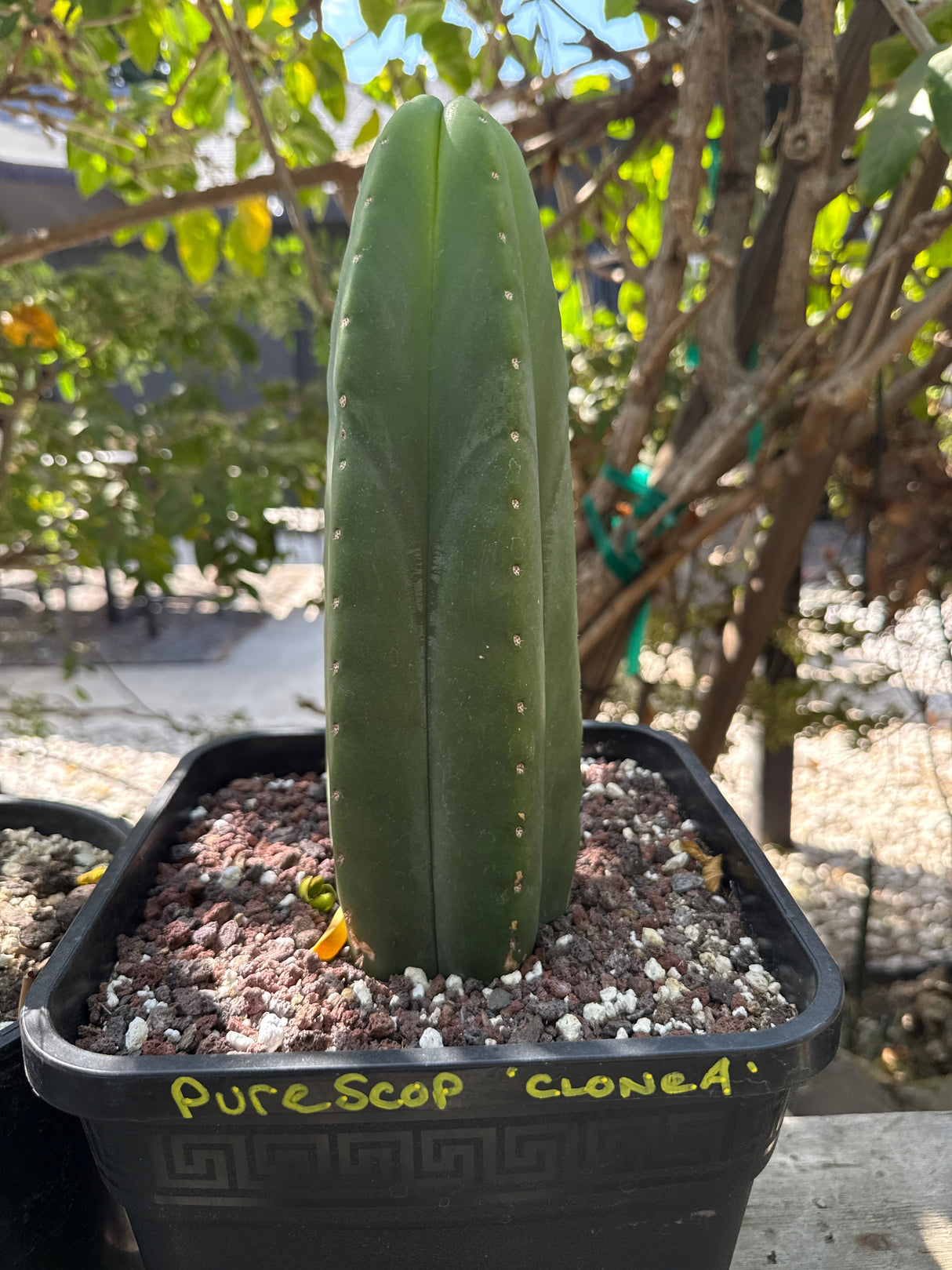 Pure Echinopsis scopulicola – Spineless Columnar Clone
