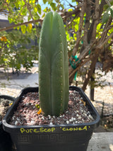 Pure Echinopsis scopulicola – Spineless Columnar Clone