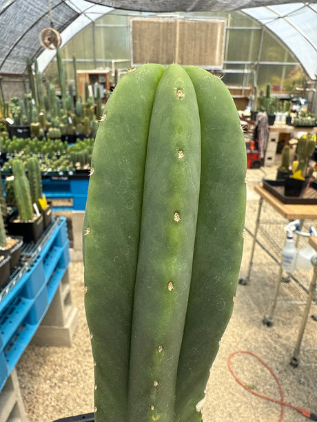 Kimnach x Yowie (Cuttings)