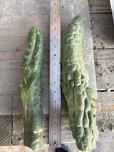 Bruces Dragon (Cuttings)