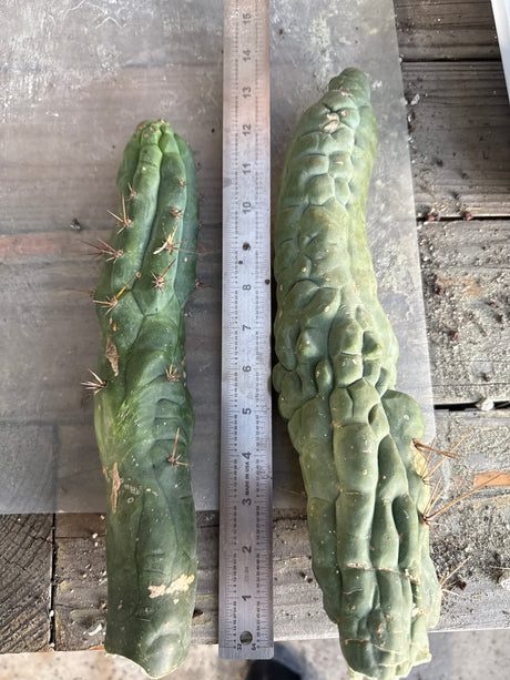 Bruces Dragon (Cuttings)